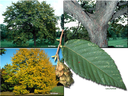 BETULACEAE (birch family)
-native small deciduous tree
-alternate arr., doubly serrate
-slightly pubescent stems
-yellowish green leaves
-fissured flaky bark 
-young bark has orange lenticels)
-catkins look like hops