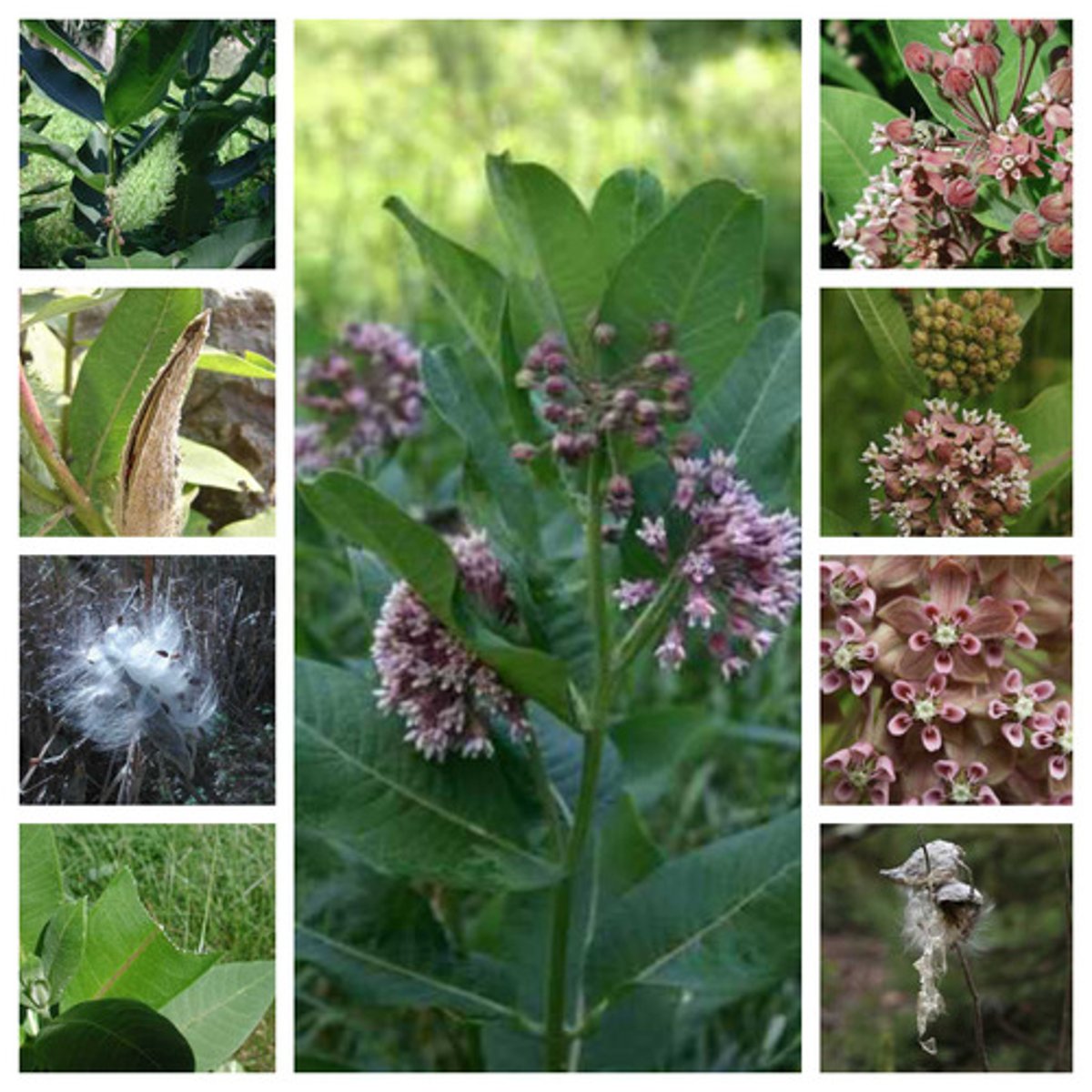 <p>Asclepias syriaca</p>