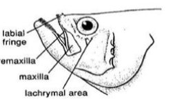 <p>What type of mouth?</p>