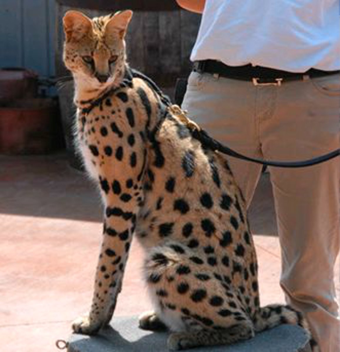 <p>Identify the species shown:</p>