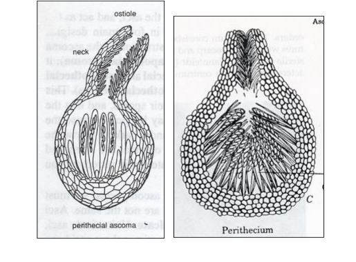 <p>Perithecium (perithecia pl.) a closed ascocarp with a pore (ostiole) at the top, and a wall of its own.</p>