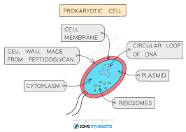 cell wall, cytoplasm, plasmid, ribosomes, cell membrane, strand of DNA