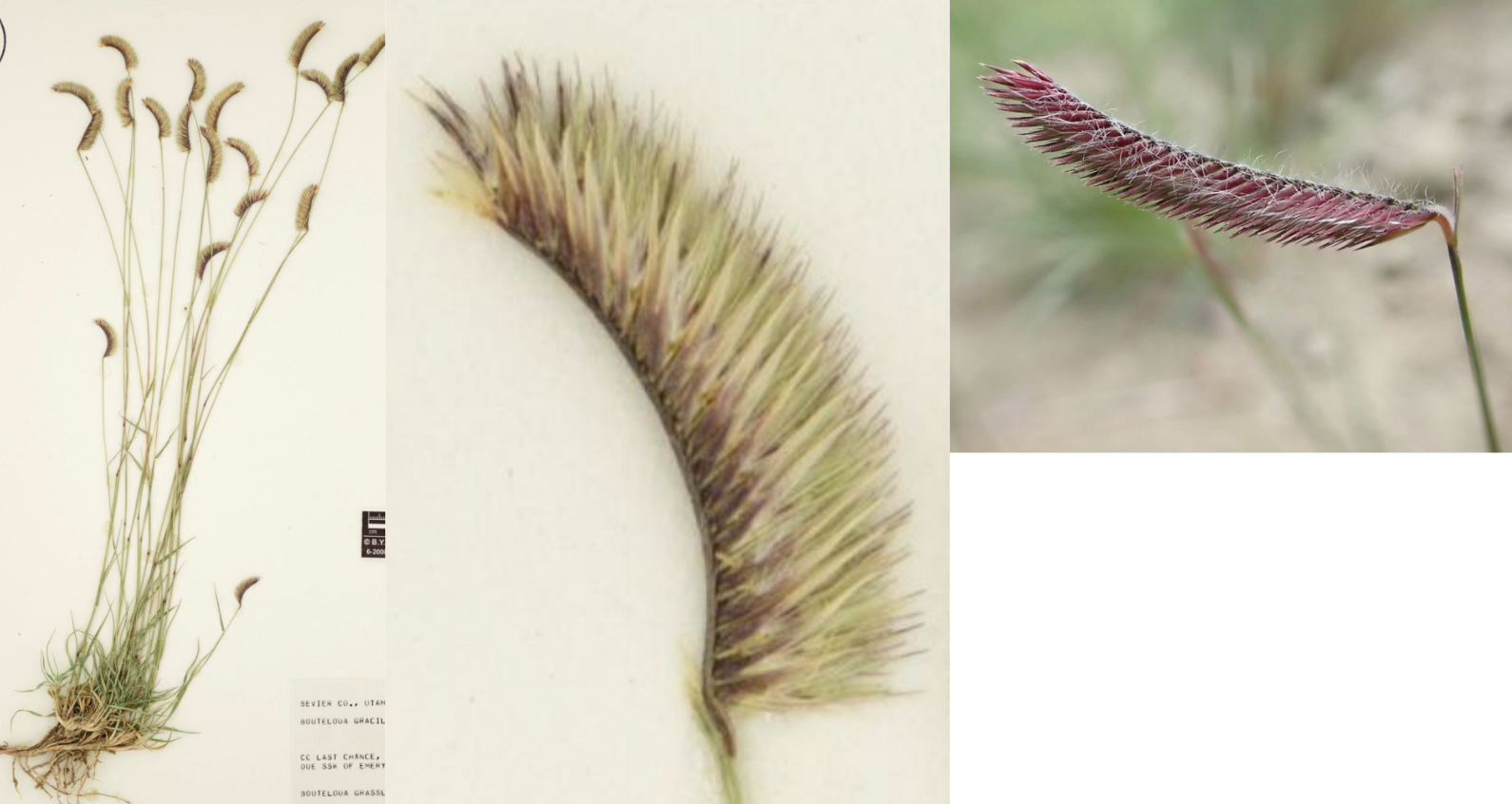 <p>Eyelash curl</p><p>Rachis doesn’t extend</p><p>NO glands</p><p>Sparse hair on inflorescence</p>