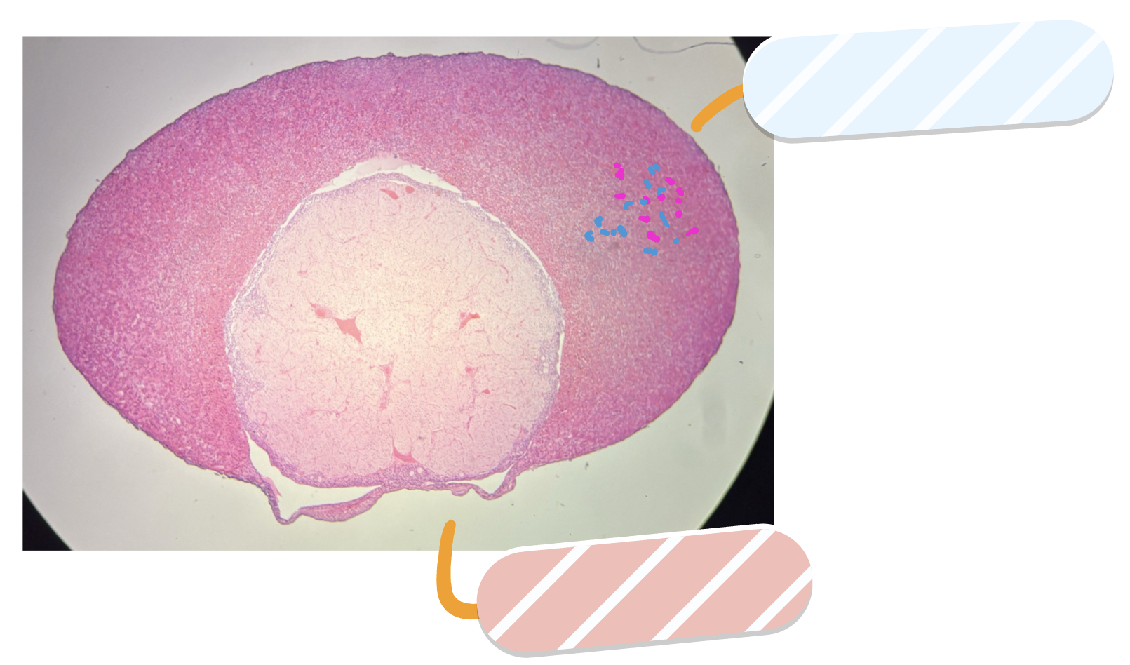 <p>Salmon-labeled section secretes what hormones</p>