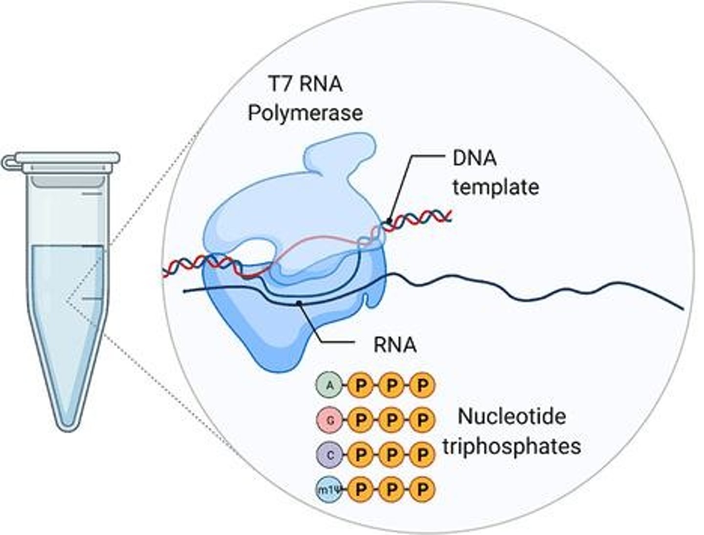 <p>It demonstrated the successful synthesis of functional synthetic mRNA using bacteriophage RNA polymerase.</p>