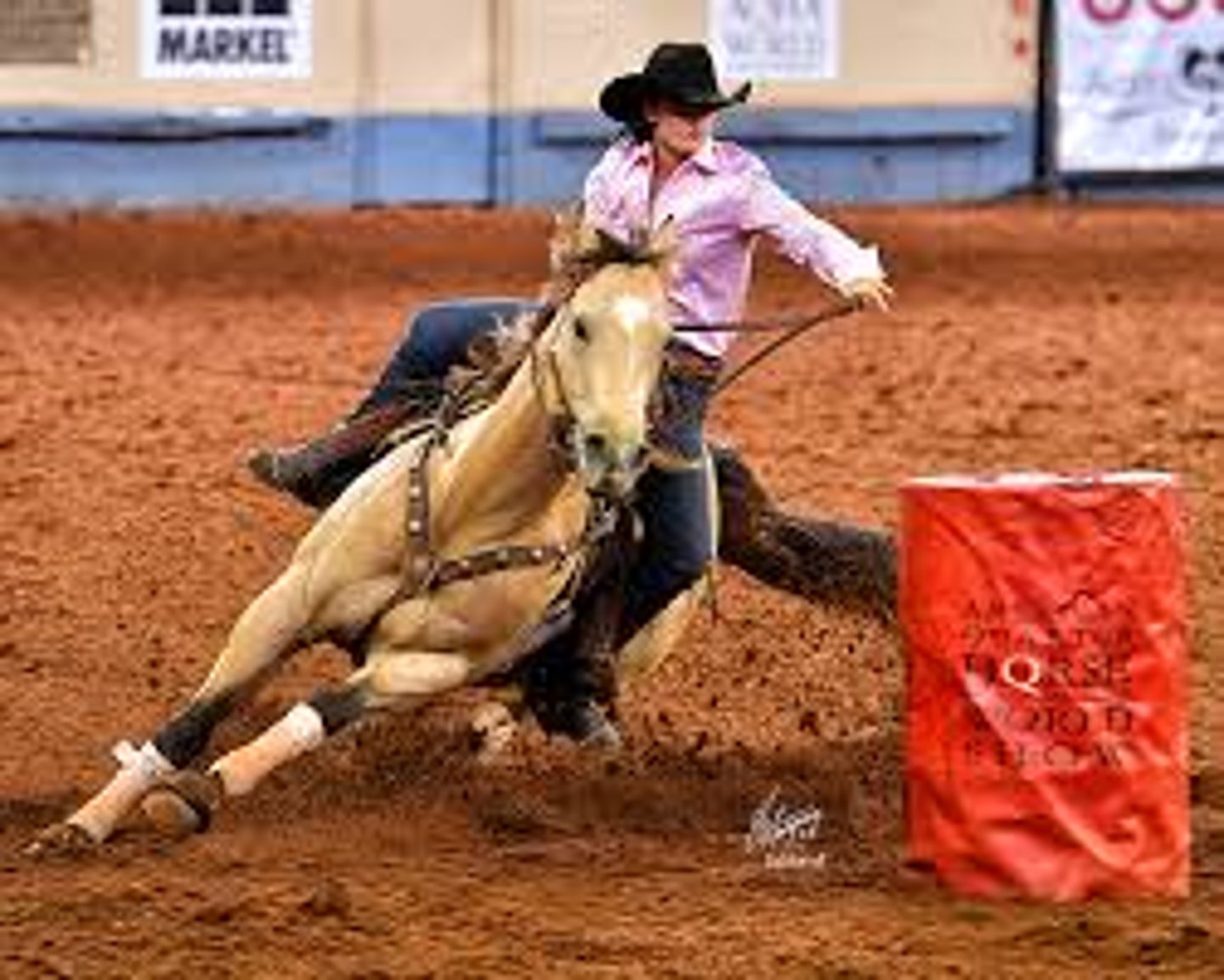 <p>A muscular, good tempered horse, with many color variations, and well known for sprinting speed, western performance, and ranch work incated what breed of horse</p>