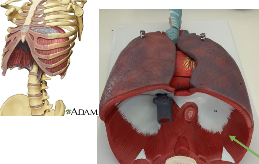 <p>separates thorax from the abdomen; parachute shaped</p>