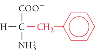 <p>Phe, F</p><ul><li><p>nonpolar</p></li><li><p>aromatic</p></li></ul><p></p>