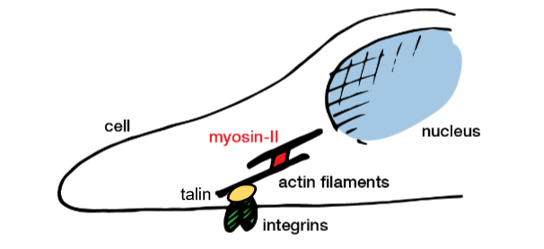 <ul><li><p>integrins- membrane proteins that form focal adhesion complexes that tether the cytoskeleton to the matrix </p></li><li><p>actin-polymeric filaments, major component of the cytoskeleton, growth of filaments drives cell spreading </p></li><li><p>myosins- molecular motors pull against actin filaments, causing contractility </p></li><li><p>talin- a protein that deforms when pulled on, activating a signalling cascade(conversion into biochemical signal) </p></li><li><p>formation of filaments drives cell spreading </p></li><li><p>actin pushes forwards, filaments are dissolved and pulled back- retrograde flow </p></li></ul><p></p>
