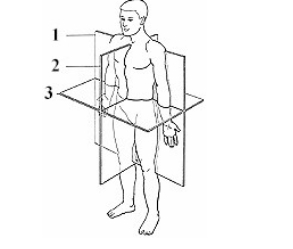 <p><span><span>Identify what plane is labeled 1; 2; 3</span></span></p>