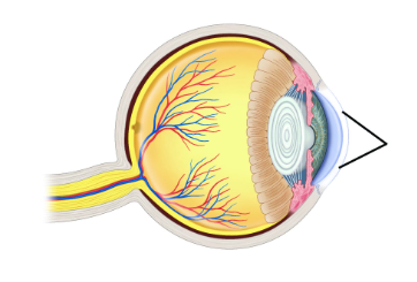 <p>Identify structure.</p>