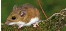 <p>long tail and hindfoot; back is orangish-brown</p>