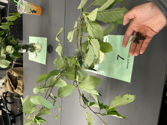 <p>Alnus rubra</p>