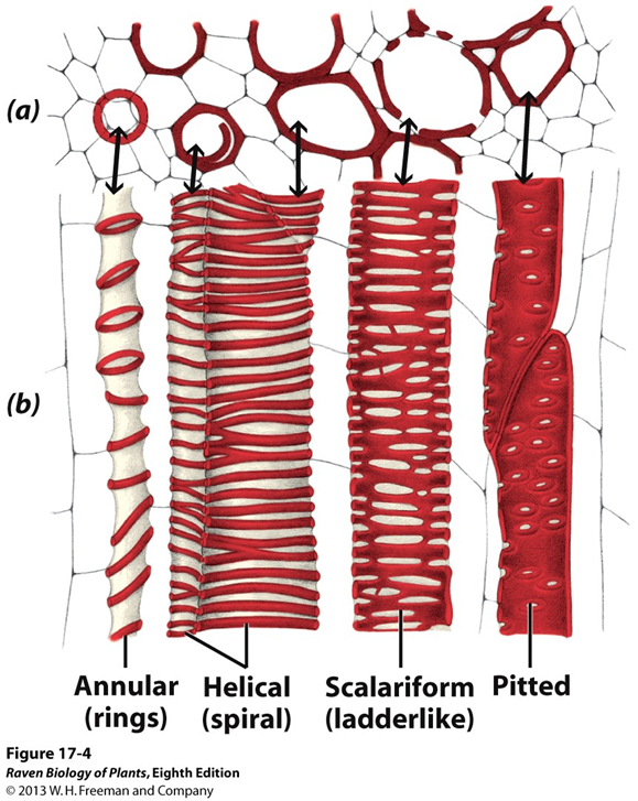 <p>Silurian and Devonian, only type of water-conducting cells in most plants, trend in thickening from annular rings to pitted</p>