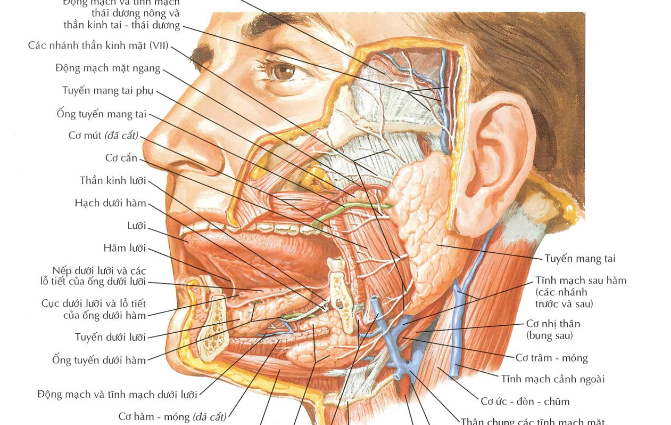 <p><strong>Tuyến nước bọt nào có liên quan đến động mạch thái dương nông?</strong></p><p>A. ﻿﻿Tuyến khẩu cái </p><p>B. ﻿﻿Tuyến mang tai</p><p>C. ﻿﻿Tuyến dưới lưỡi </p><p>D. ﻿﻿Tuyến dưới hàm </p>