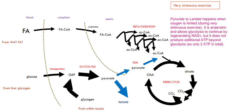 <p>Now rate of ATP production can’t be met by oxidative phosphorylation alone (Mitochondrial processes too slow). Need to top up with extra boost from glycolysis (glycolysis is VERY fast and Very inefficient and now blood lactate levels will rise). Glucose must come from muscle glycogen asa transport already at max.</p><p>During very strenuous exercise, glycogen is converted to lactate because the muscles require ATP faster than oxygen can be delivered to support aerobic respiration. As a result, cells rely on anaerobic glycolysis, which rapidly breaks down glycogen into glucose and then to pyruvate. However, without sufficient oxygen, the mitochondrial electron transport chain cannot regenerate NAD+ from NADH efficiently. To sustain glycolysis, pyruvate is converted into lactate by lactate dehydrogenase, which regenerates NAD+. This allows ATP production to continue in the absence of oxygen, but it also leads to the accumulation of lactate in the muscles.</p>