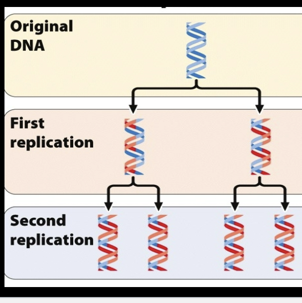 * Both DNA molecules break down into fragments and serve as a template for the new fragment 