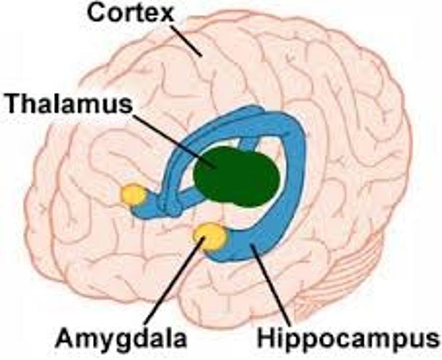 <p>circuit of midline structures that circle the thalamus</p><p>regulation of motivation (fleeing, feeding, fighting, ****ing)</p>