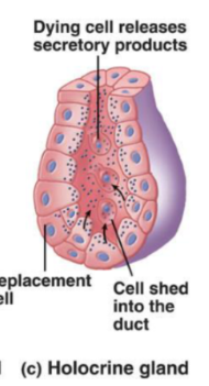 <p>A<span>ccumulate products until the cell bursts— releases secretory products, and then dies.</span></p>