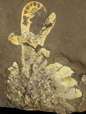 <ul><li><p>‘pineapple’ shaped jaw with ‘blades’, </p></li></ul><p></p>