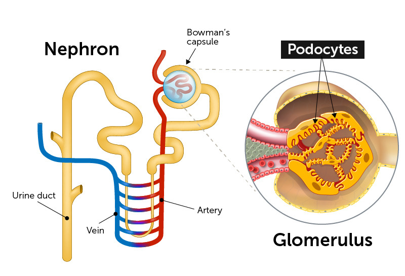 <p>Podocytes are <strong>specialized epithelial cells</strong> in the <strong>visceral layer of Bowman's capsule</strong>. They have <strong>foot processes (pedicels)</strong> that wrap around capillaries and form part of the <strong>filtration barrier</strong> via <strong>filtration slits</strong>.</p>