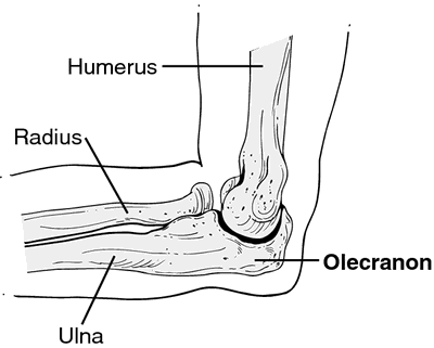 <p>Olecranal</p>