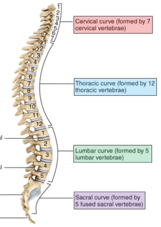 <p>Thoracic and sacral</p>