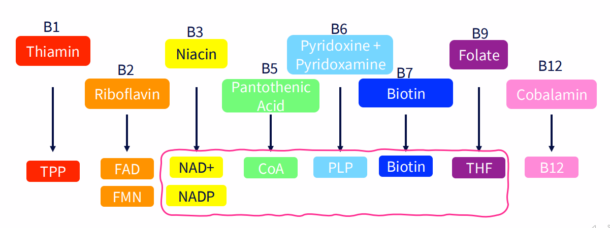 <p>B Vitamins: Gene Expression</p>