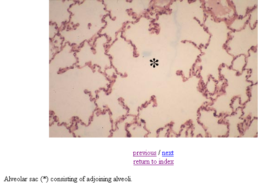 <p>Alveolar sac</p>