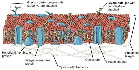 <p>membrane components can move laterally within one layer of the membrane (lipids, proteins, carbs); plasma membrane moves dynamically, changing constantly, moving; not rigid, fluid; different parts come together, freely moving structure</p>