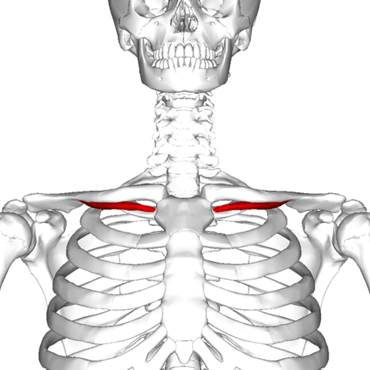 <p>what is the action and innervation of the subclavius?</p>