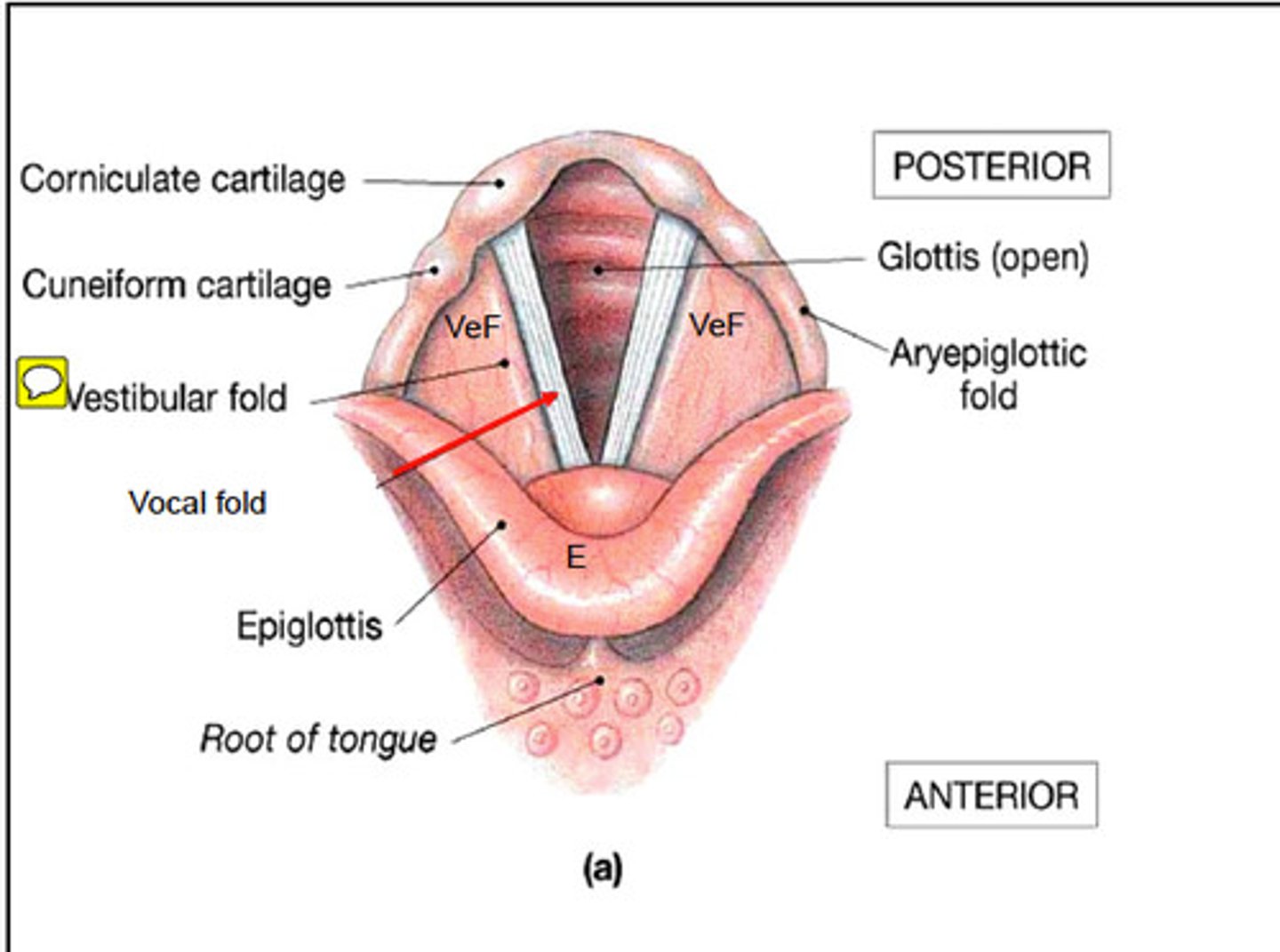 <p>- paired cone shaped cartilages that sit on the apex (top) of each arytenoid</p>