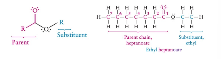 <ul><li><p>-e to -oate</p></li><li><p>parent chain includes carbonyl</p></li><li><p>carbons on other side of O are treated as a substituent</p></li></ul>