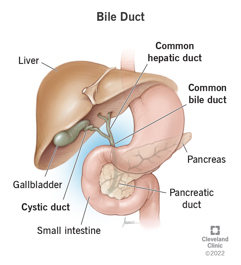 <p>How do enzymes produced in the pancreas travel to the duodenum?</p>