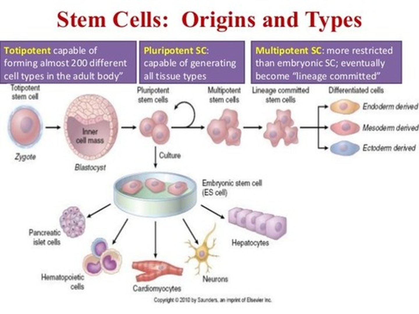 <p>(1) Totipotent Stem Cells can divide into any type of cell.</p><p>(2) Pluripotent Stem Cells can divide into any type of cell except those in the placenta. Pluripotent Stem Cells can be called Embryonic Stem Cells.</p><p>(3) Multipotent can divide into several different cell types with a certain category (i.e. Mesenchymal Stem Cells, Neural Stem Cells, etc).</p><p>(4) Unipotent Stem Cells can only divide into one type of cell.</p>