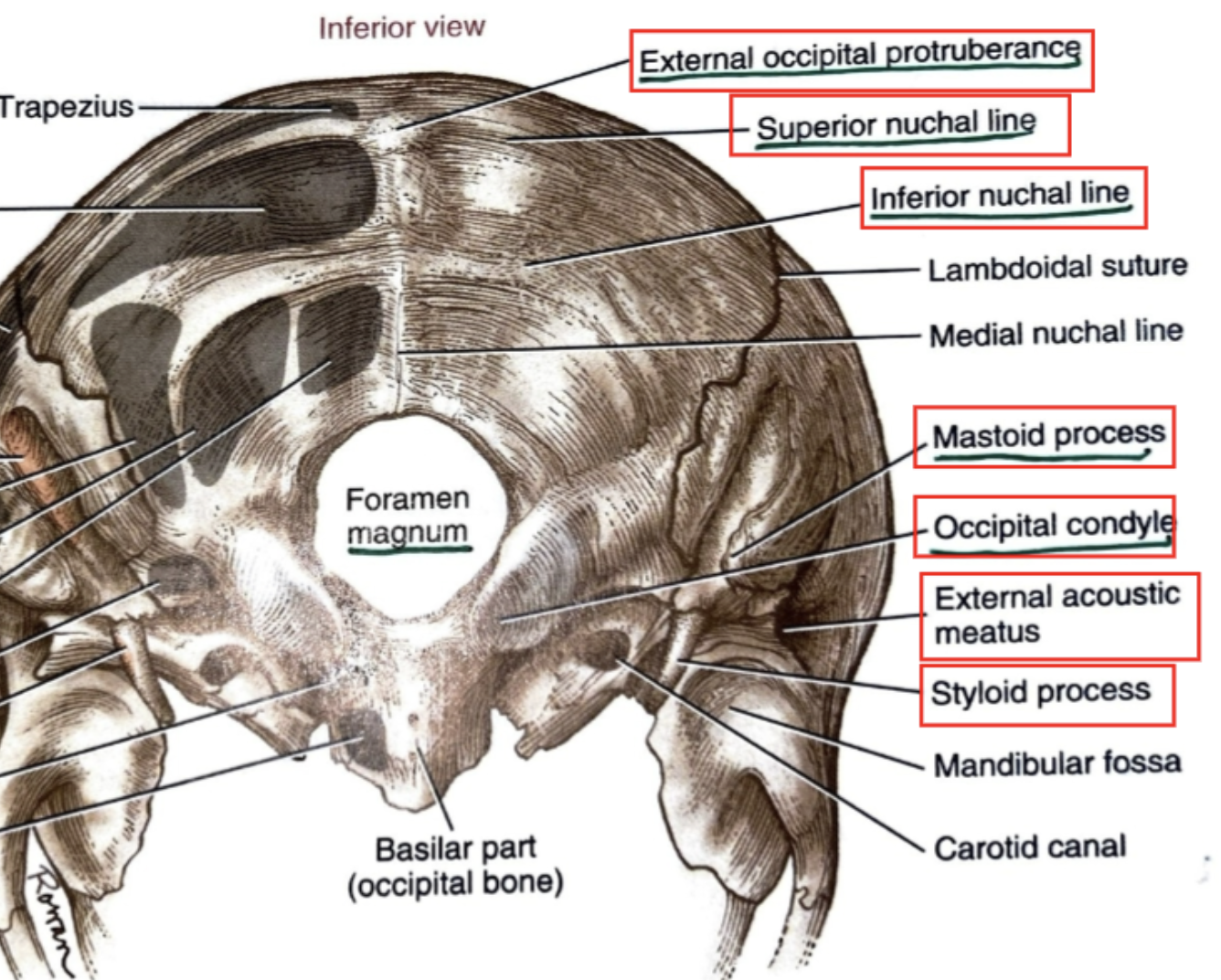 knowt flashcard image