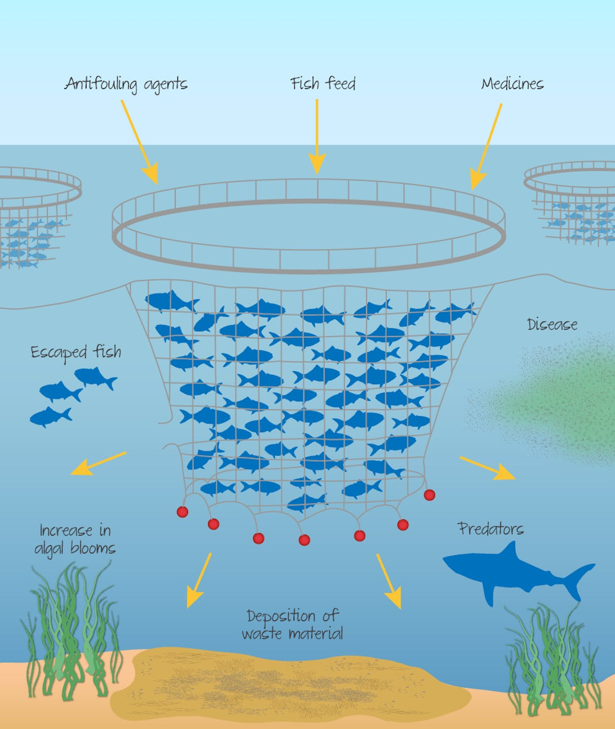 <ul><li><p>Loss of habitat</p></li><li><p>Spread of diseases</p></li><li><p>Escaped species may autocomplete native species</p></li><li><p>Use of hormones</p></li><li><p>Increase in organic sediments (the waste precipitates to below the fish cages where it  accumulates. This sediment can smother organisms)</p></li><li><p>Increase in nutrients (Soluble nutrients released from the uneaten fish food and fish faeces increase the overall dissolved levels of nutrients in the water)</p></li></ul>