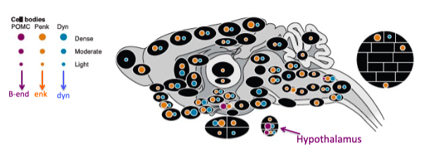 1. POMC cell bodies concentrated in hypothalamus but project more widely

2. Penk and Dyn more widespread (both cell bodies and axons)

- POMC's location in hypothalamus suggests role in coordinated responses (i.e. only one region is activated but multiple peptides released)