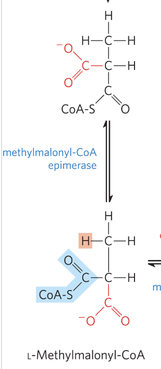 <ul><li><p>catalyzed by<strong> methylmalonyl-CoA epimerase</strong></p></li><li><p>D-methylmalonyl-CoA is epimerized to its L stereoisomer&nbsp;</p></li></ul><p></p>