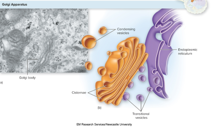 <p>Golgi body gets modified in here</p><p>Golgi apparatus modifies, sorts, and packages proteins and lipids from ER into vesicles for final transport</p><p></p>