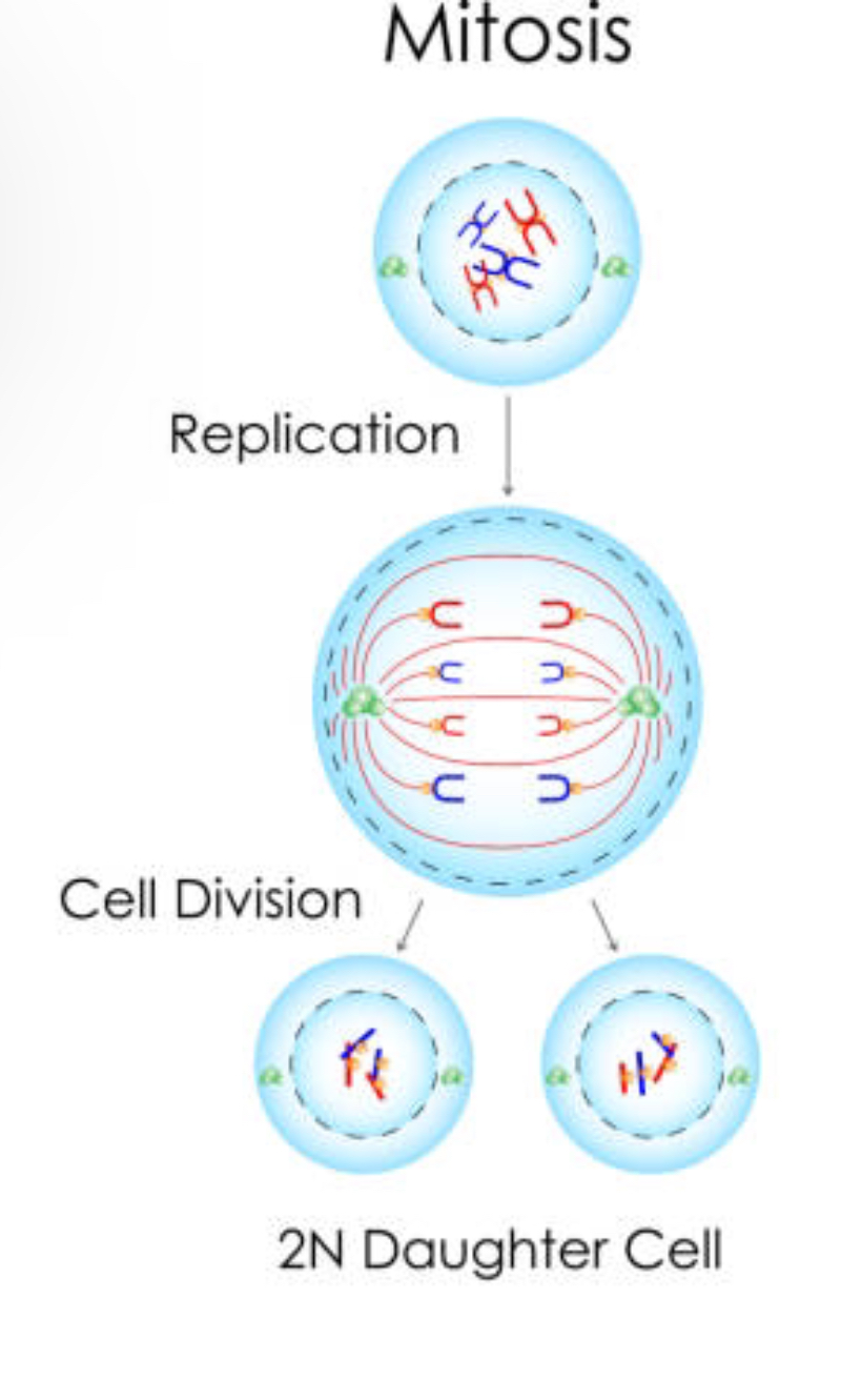 <ul><li><p>Mitosis mother cell has 4 chromosomes  (2 pairs)</p></li><li><p>Produces 2 daughter cells, genetically identical </p></li><li><p>Has the same no. Chromosomes as the mother cell (4)</p></li></ul>