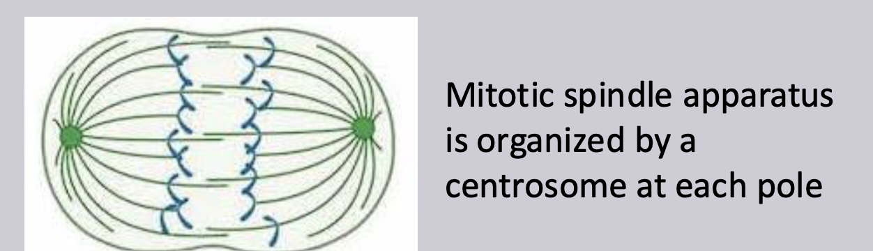<p>organizes chromosome and pulls them to opposite poles (and is organized by centrosomes)</p>
