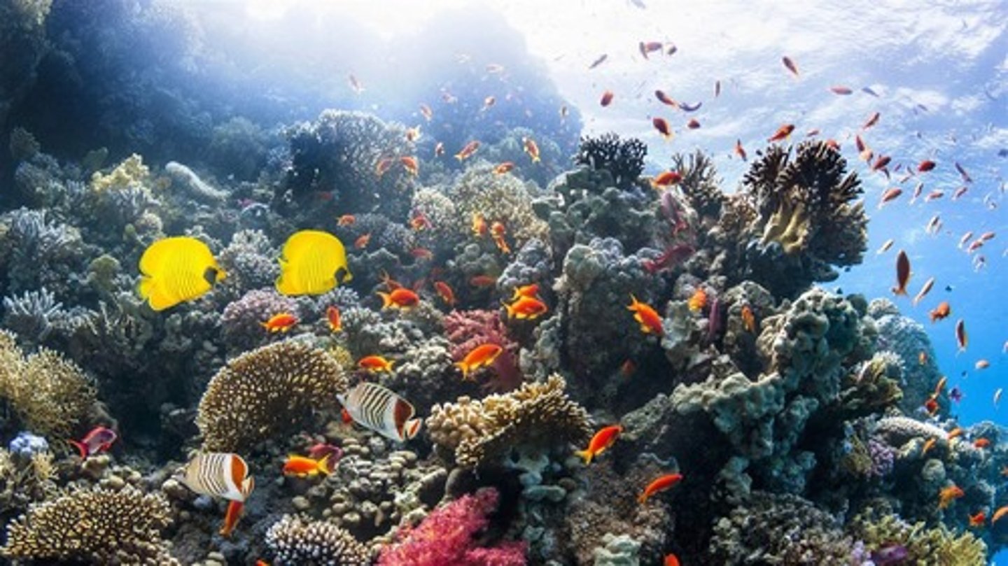 <p>A ridge of rock in the sea formed by the growth and deposit of coral.</p>