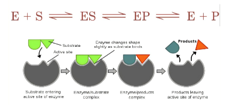 <p><span>1.</span><span style="font-family: Times New Roman">&nbsp;&nbsp;&nbsp;&nbsp;&nbsp; </span><span>Active site (substrate bind)</span></p><p><span>2.</span><span style="font-family: Times New Roman">&nbsp;&nbsp;&nbsp;&nbsp;&nbsp; </span><span>Form Enzyme (substrate complex)</span></p><p><span>3.</span><span style="font-family: Times New Roman">&nbsp;&nbsp;&nbsp;&nbsp;&nbsp; </span><span>Substrate transferred to products</span></p><p><span>4.</span><span style="font-family: Times New Roman">&nbsp;&nbsp;&nbsp;&nbsp;&nbsp; </span><span>Products released</span></p><p><span>5.</span><span style="font-family: Times New Roman">&nbsp;&nbsp;&nbsp;&nbsp;&nbsp; </span><span>Enzyme is recycled</span></p><p>&nbsp;</p><p>&nbsp;</p>