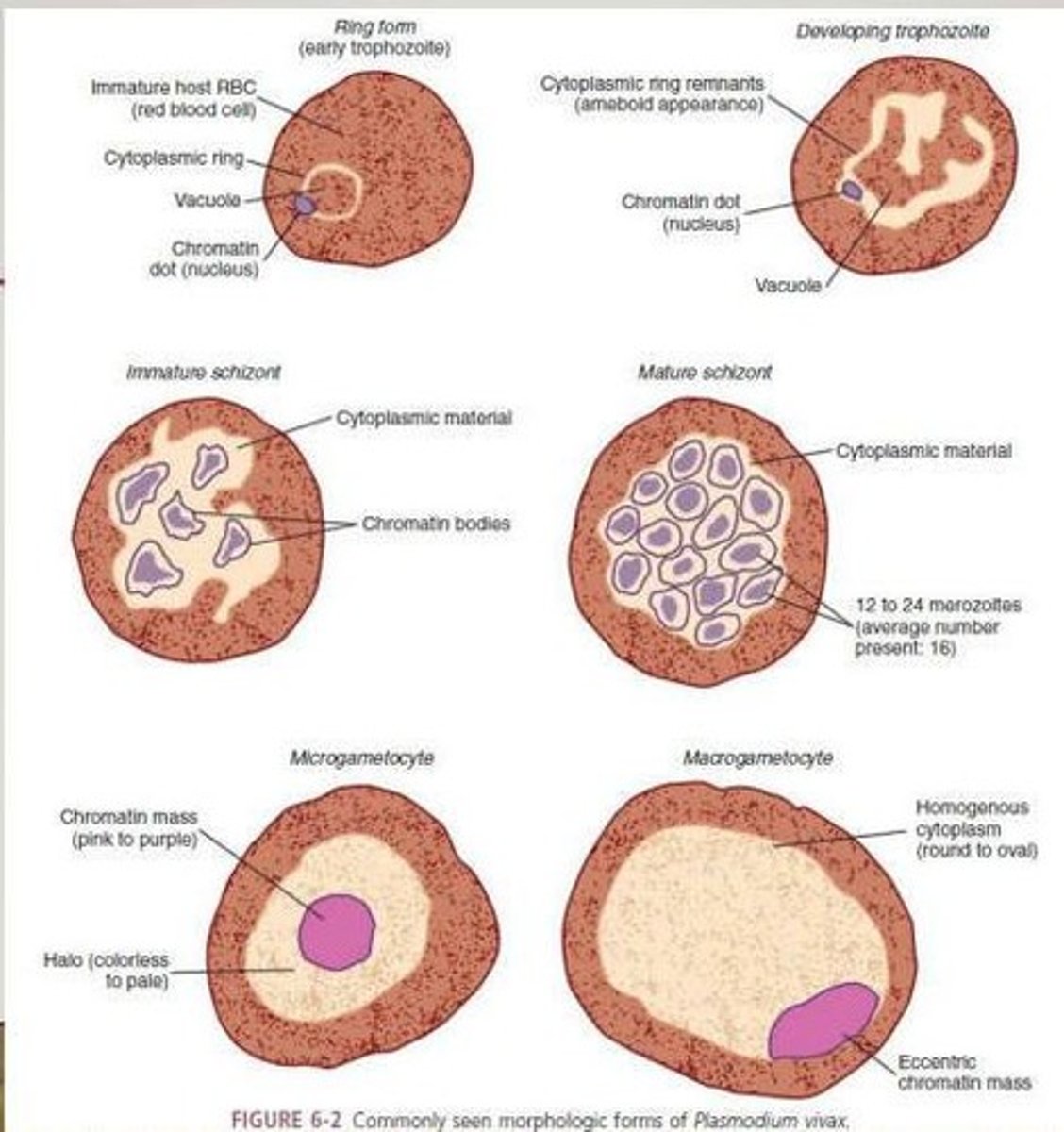 <p>Ring form/Early trophozoite, Developing trophozoite, Immature schizont, Mature schizont, Microgametocyte, and Macrogametocyte.</p>