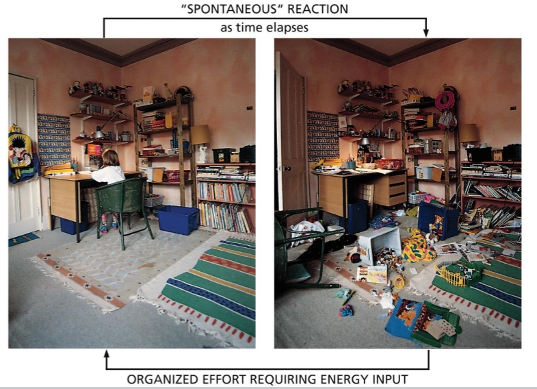 <ul><li><p>reversing disorder is not spontaneous</p><ul><li><p>total entropy of an isolated system can only increase over time; it can never spontaneously decrease.</p></li></ul></li><li><p>Second law of thermodynamics → cannot reverse the state of a system without increasing entropy of surrounding</p></li><li><p>Need release of heat (energy conversion)</p></li></ul><p></p>
