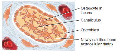 <p>The secretion of extracellular matrix stops, and the cells, now called osteocytes, lie in lacunae and extend their narrow cytoplasmic processes into canaliculi that radiate in all directions. Within a few days, calcium and other mineral salts are deposited and the extracellular matrix hardens or calcifies (calcification).</p>