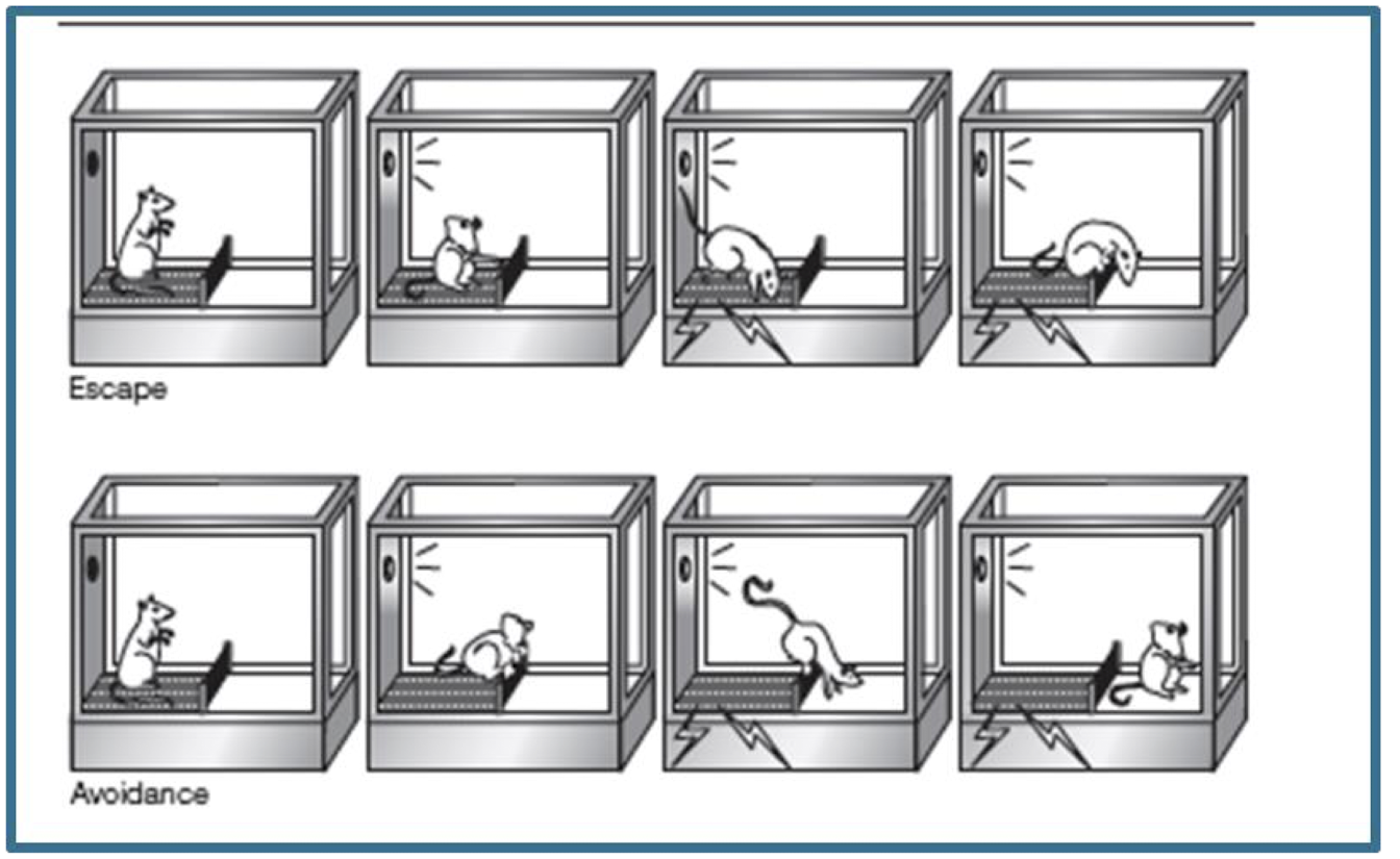 <p>escape </p><ul><li><p>shock (S<sup>D</sup>) Cross Barrier (R) →Removal of shock (S<sup>R) </sup></p><p></p></li></ul><p>Avoidance </p><ul><li><p>Light (S<sup>D</sup>): Cross barrier (R) →Avoidance of shock (S<sup>R</sup>)</p></li></ul><p>Rat first learns to escape shock and then to avoid shock </p>