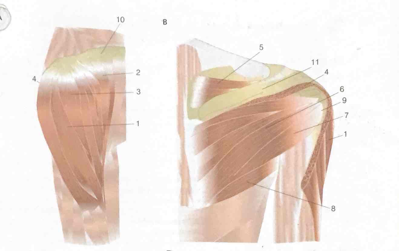 <p>7</p>