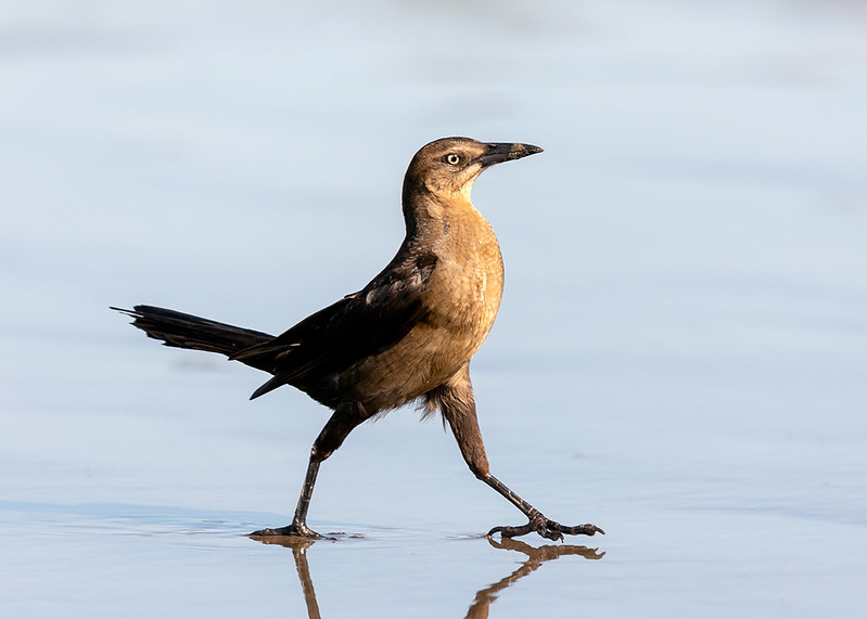 <p><em>Great-tailed </em>Grackle</p><p>(<span data-name="female" data-type="emoji">♀</span> pictured here)</p>
